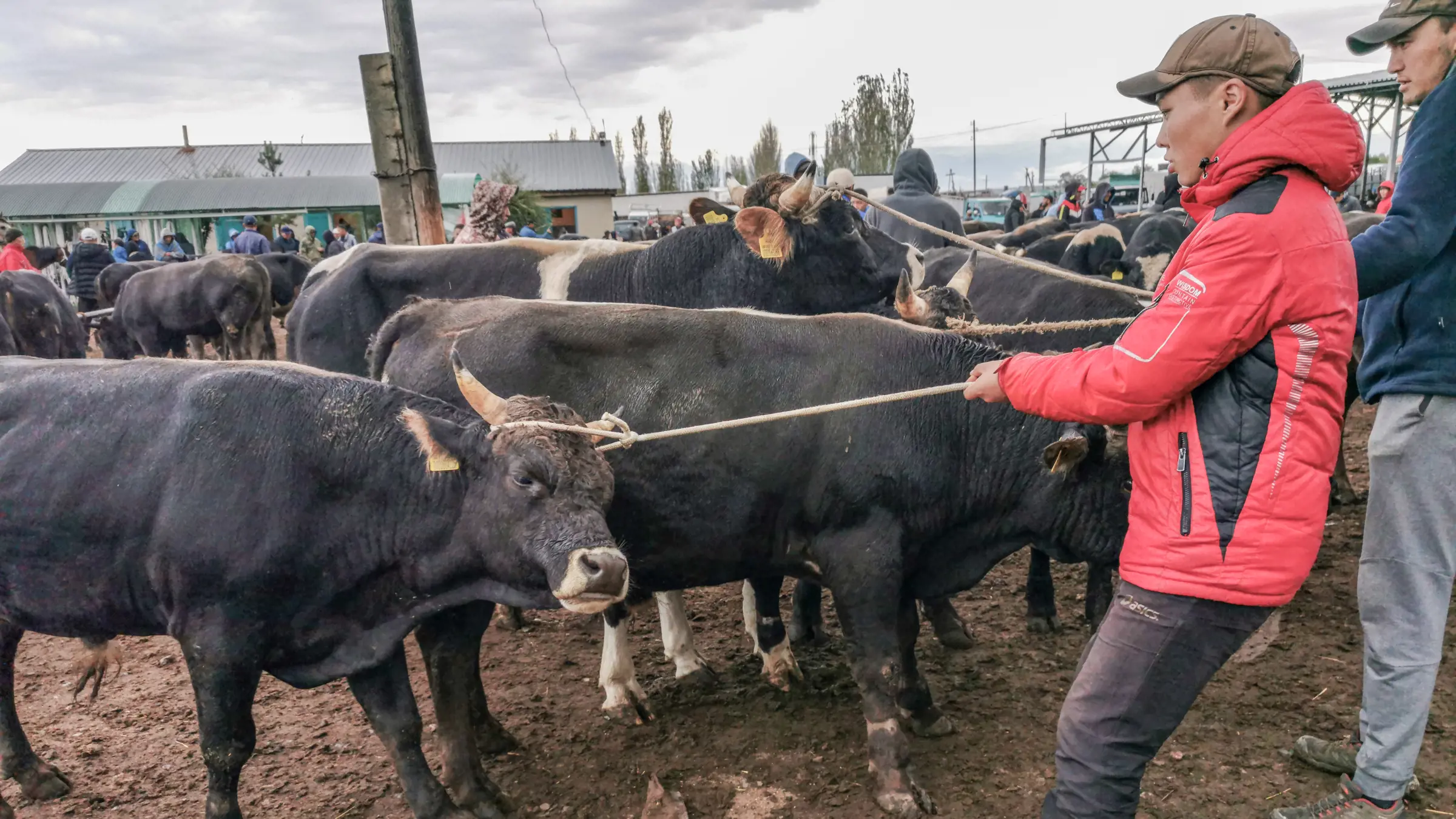 Karakols Tiermarkt besuchen